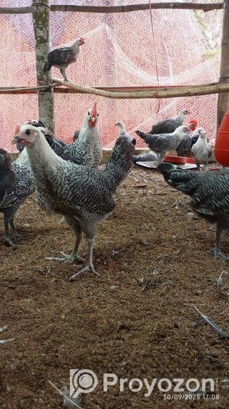 মিশরীয় ফাওমি মুরগী