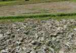 Land For Sell