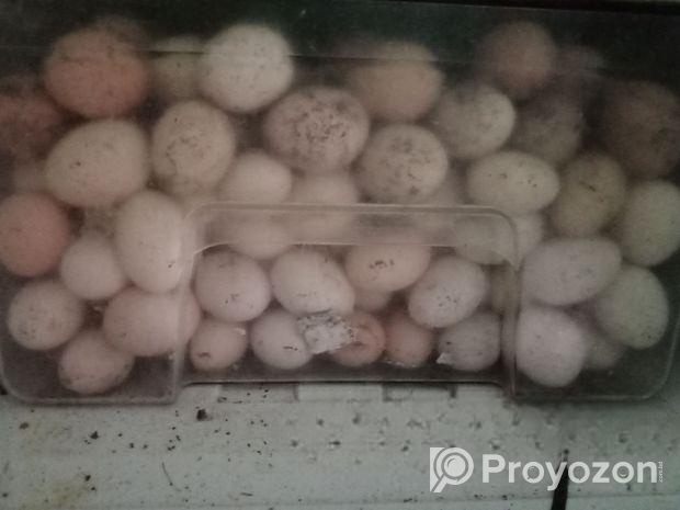 ফাউমি মুরগির বীজ ডিম