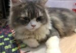 Triple code persian cat