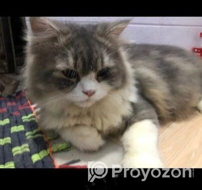 Triple code persian cat