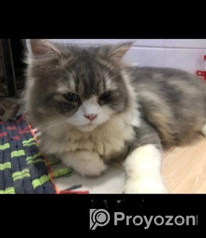 Triple code persian cat