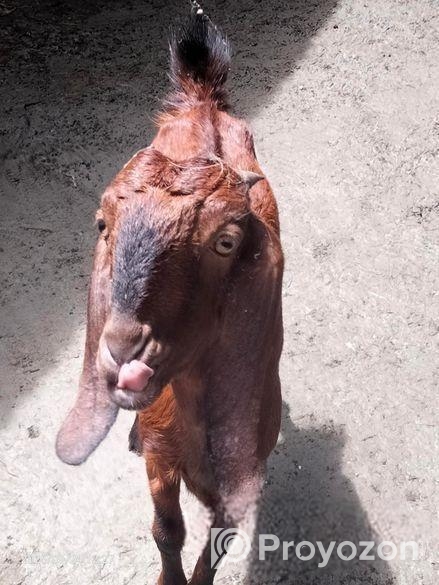 মেয়ে ছাগল