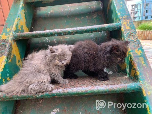 পারসিয়ান বিড়াল