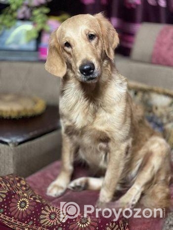 Golden retriever pair