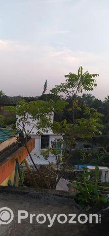 Neem Gach 11 Feet Ar Bikri Hobe