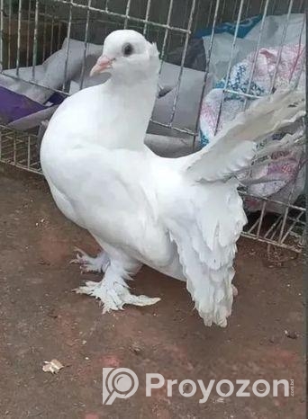 ময়ূর কবুতর (দুইটি নর)