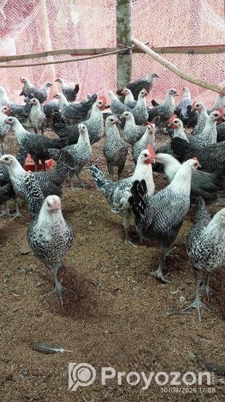 মিশরীয় ফাওমি মুরগী