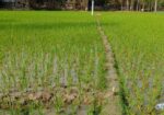 Land For Sell
