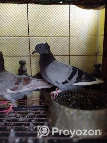 1 Jora Bangla New Adalt