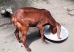 মেয়ে ছাগল