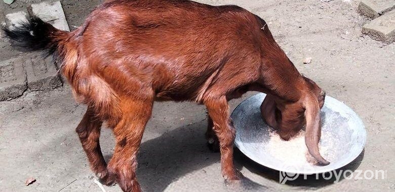 মেয়ে ছাগল