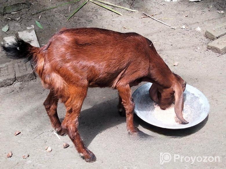 মেয়ে ছাগল