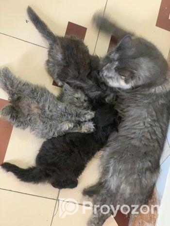 পারসিয়ান বিড়াল