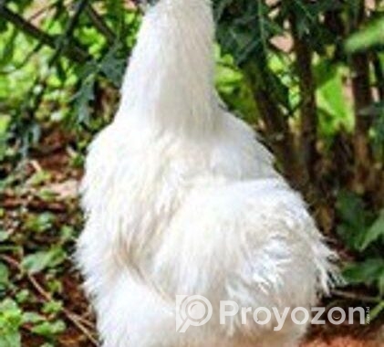 আমাদের কাছে পাবেন অরজিনাল সিল্কি মুরগী