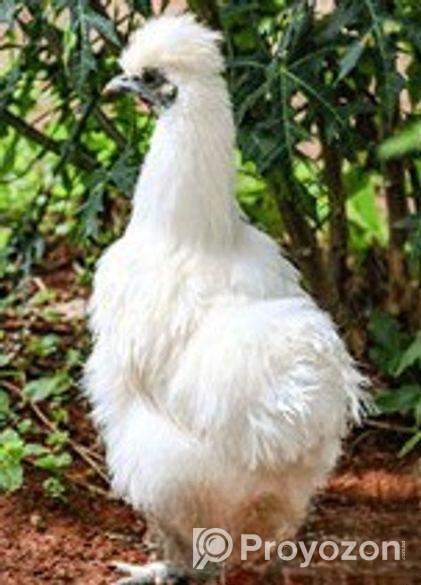 আমাদের কাছে পাবেন অরজিনাল সিল্কি মুরগী