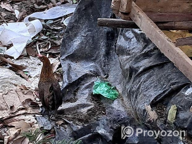 বুনো মুরগী