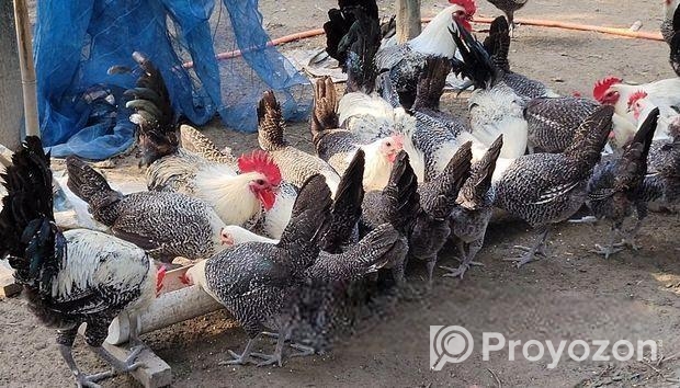 এক মাসের মিশরীয় ফাউমি মুরগির বাচ্চা