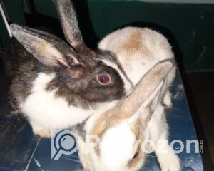 fitted-67_2025-10-25_12-20-49