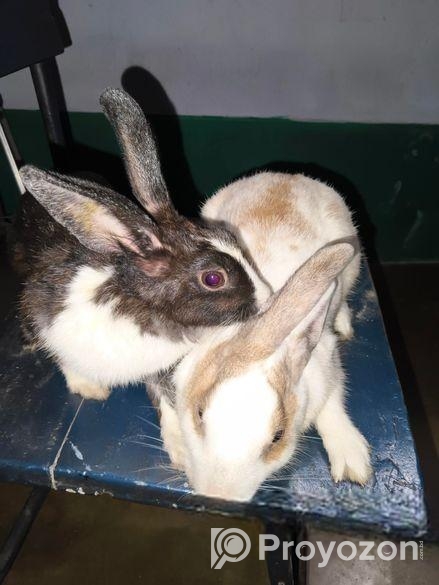 Pregnant 1 Jora Rabit