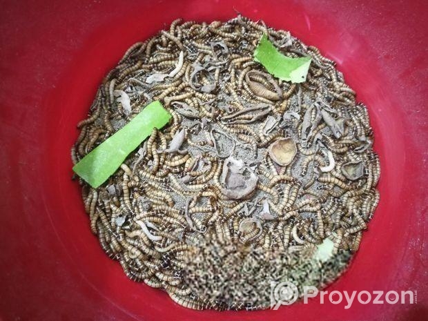 বিটল পোকা।।