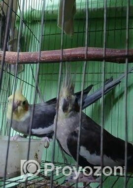 কোকাটেল পাখি