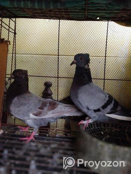 1 Jora Bangla New Adalt