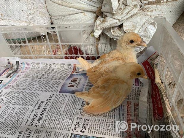 বাফ পলিশ কেপ ও তুর্কি সুলতান জাপানিস বেনতাম বাচ্চা।