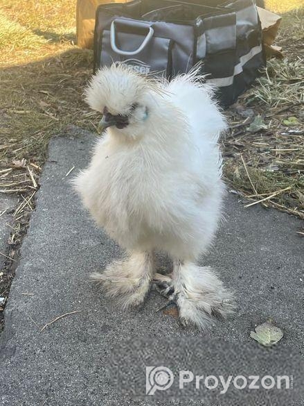 আমাদের কাছে পাবেন অরজিনাল সিল্কি মুরগী