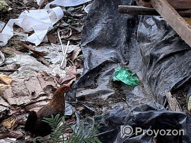 বুনো মুরগী