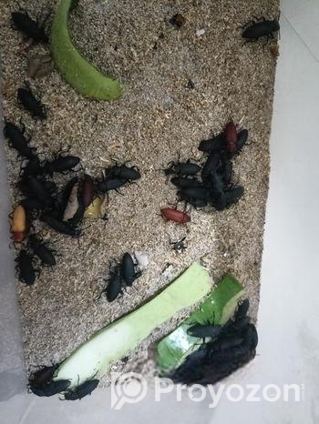 বিটল পোকা।।