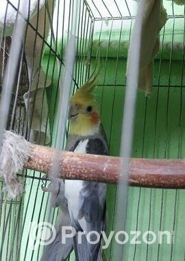 কোকাটেল পাখি