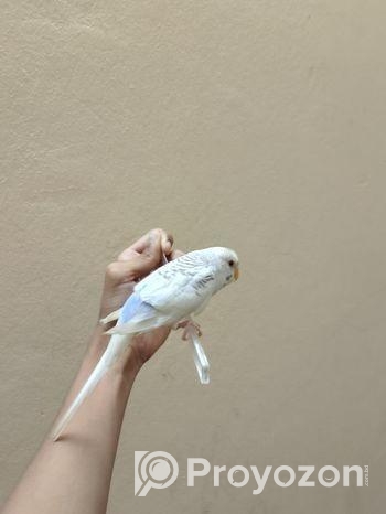 বাজিগার পাখিটি বিক্রি হবে