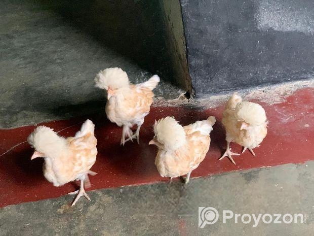 বাফ পলিশ কেপ ও তুর্কি সুলতান জাপানিস বেনতাম বাচ্চা।