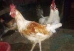 Murgi for sale