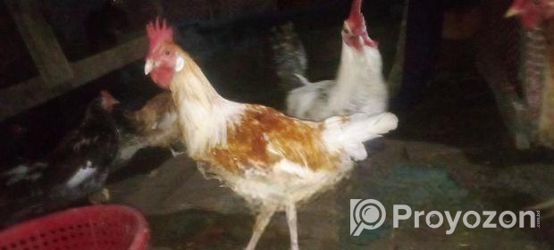 Murgi for sale