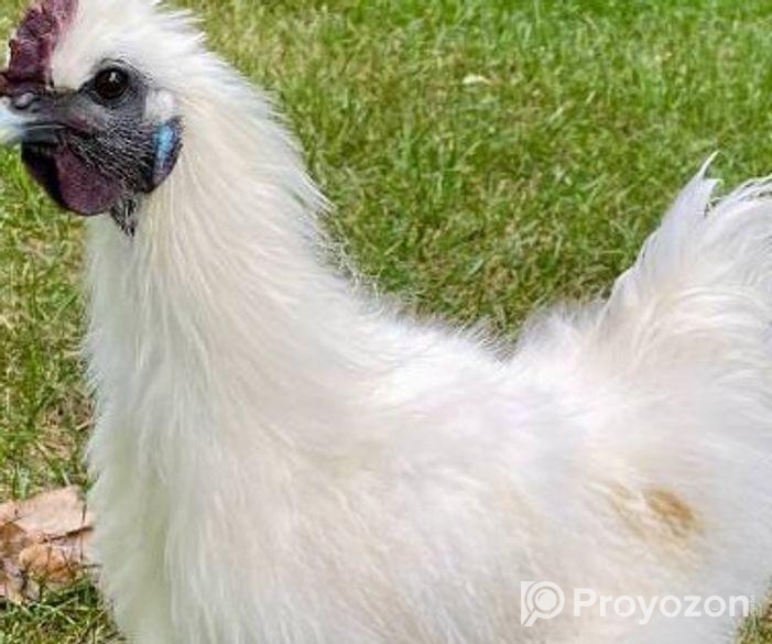 আমাদের কাছে পাবেন অরজিনাল সিল্কি মুরগী