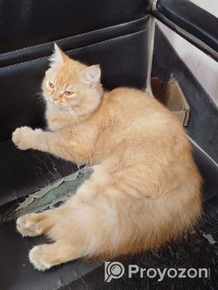 Persian cat short hair