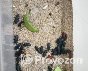 fitted-69_2025-10-30_10-50-37