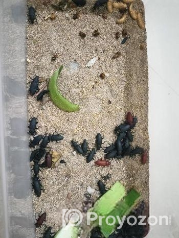 বিটল পোকা।।