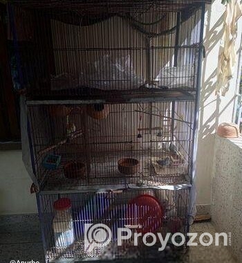Bird Cage – পাখির খাচা