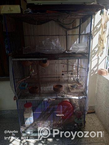 Bird Cage – পাখির খাচা