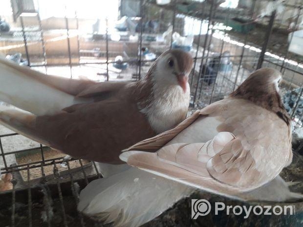 সিরাজি রানিং পেয়ার