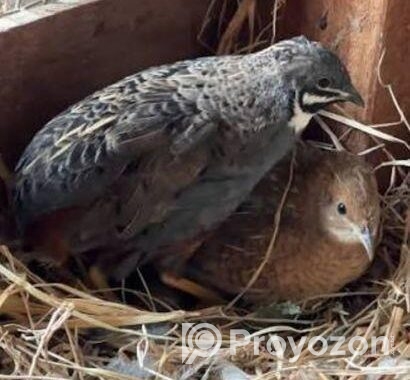 কিং কোয়েল পাখি বিক্রি করা হবে।