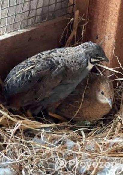 কিং কোয়েল পাখি বিক্রি করা হবে।