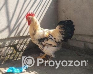 fitted-6_2025-10-21_10-05-44