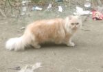 9 Month Pure Persian Female Cat
