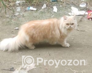 fitted-6_2025-10-23_16-49-45