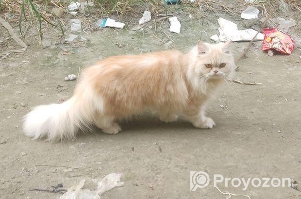 9 Month Pure Persian Female Cat