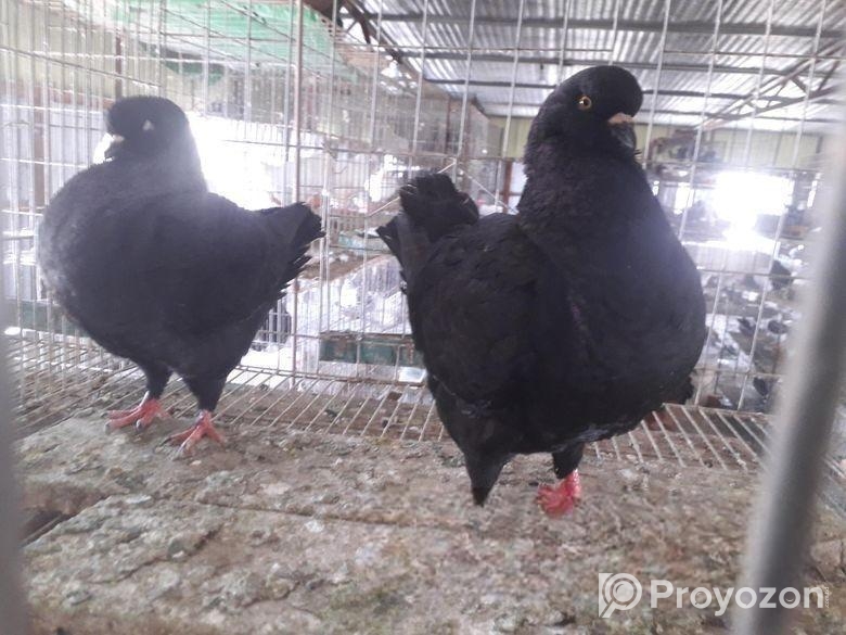 কালো সোকিং রানিং পেয়ার